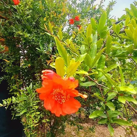 Bungalow Nature Doyran (Antalya)